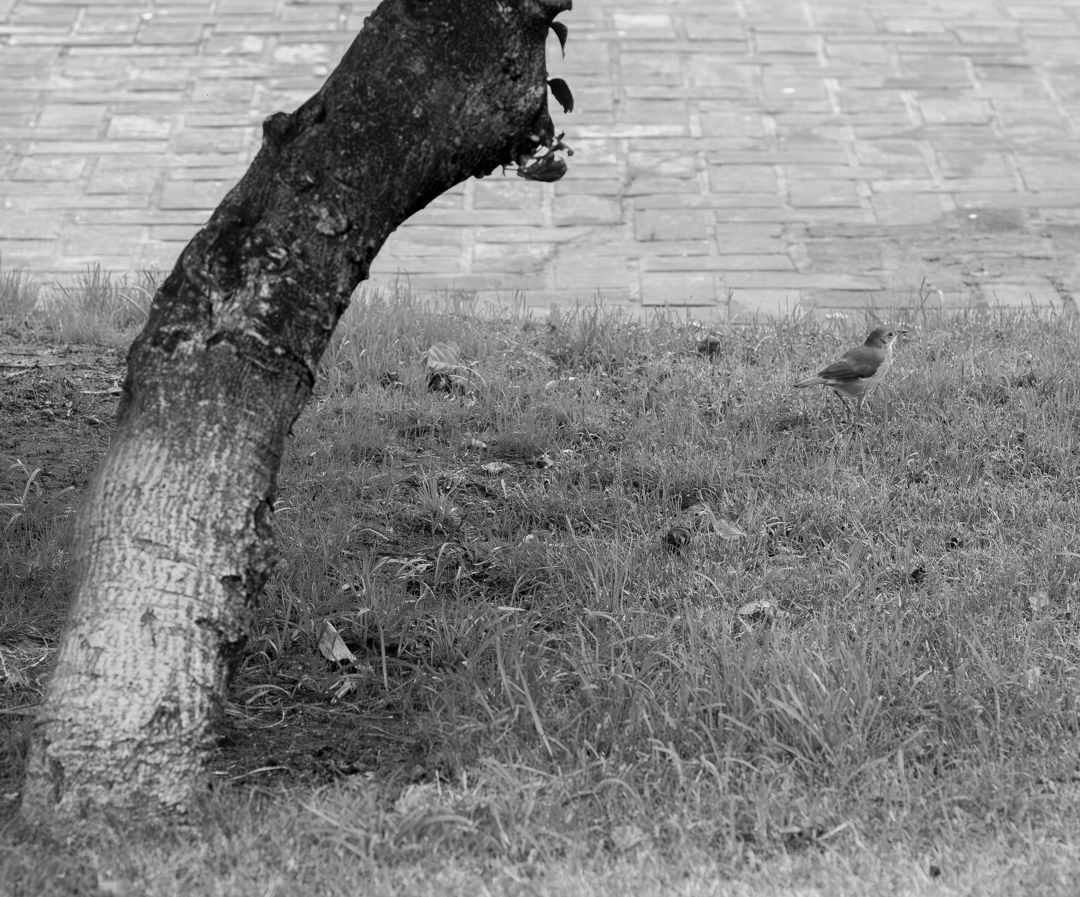 Fotografía en blanco y negro
