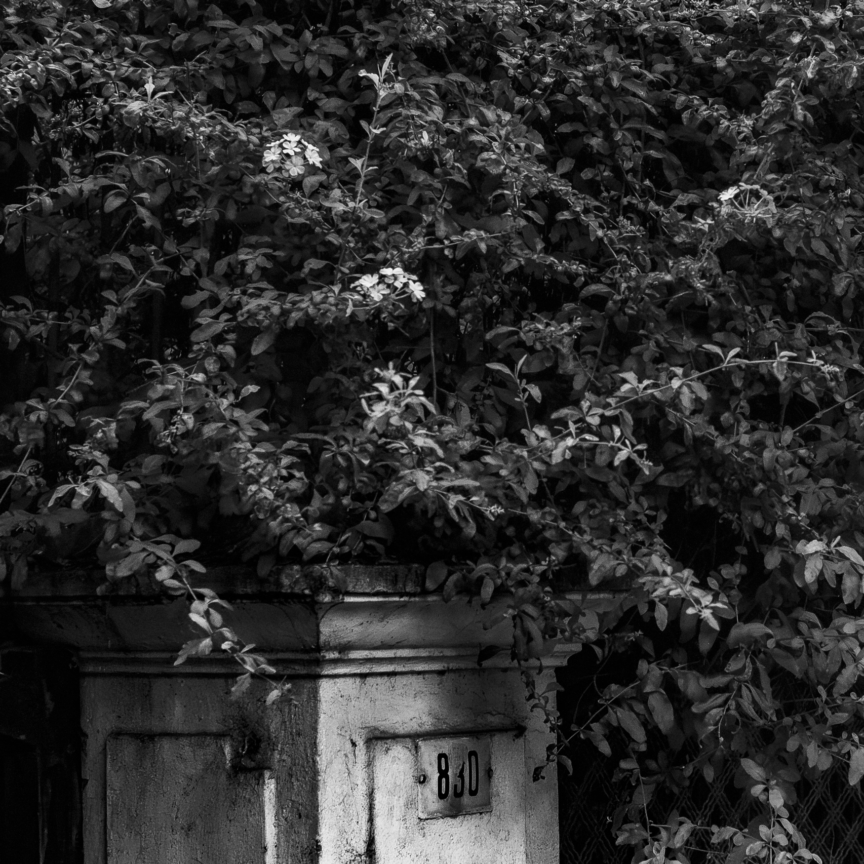 Fotografía en blanco y negro
