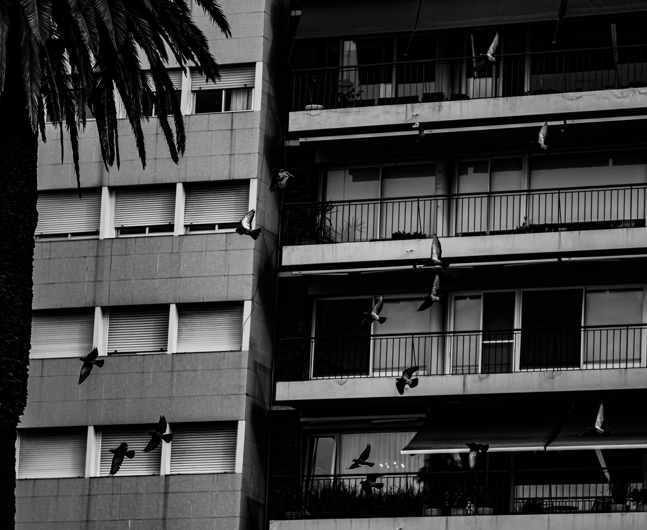 Fotografía en blanco y negro