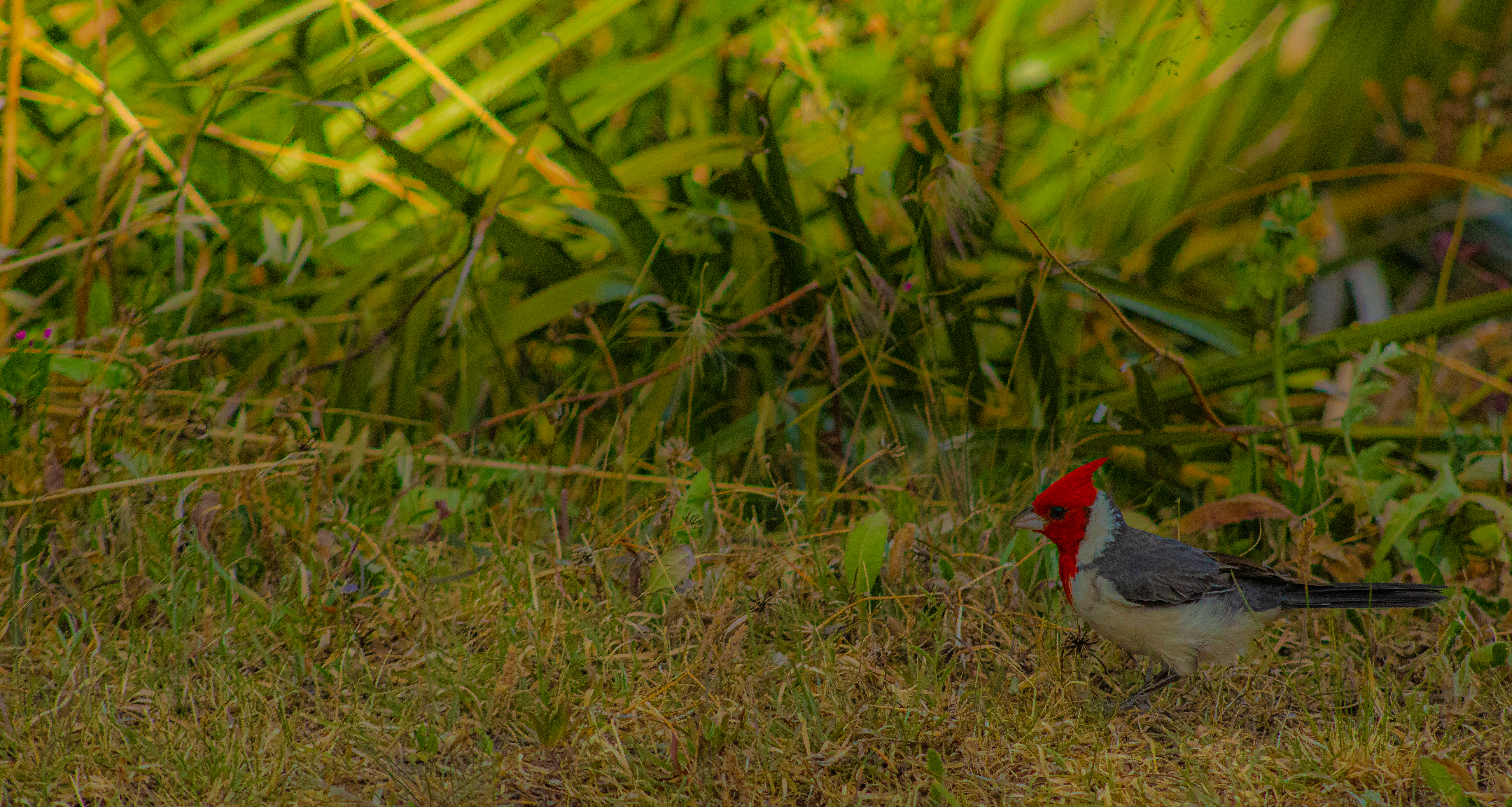 Naturaleza
